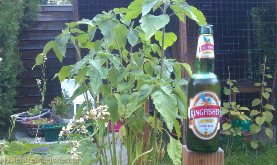 Foto eines Bieres der Marke Kingfisher Premium (Lager Beer) aus der Brauerei United Breweries Group