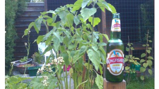 Bild von Kingfisher Premium (Lager Beer)