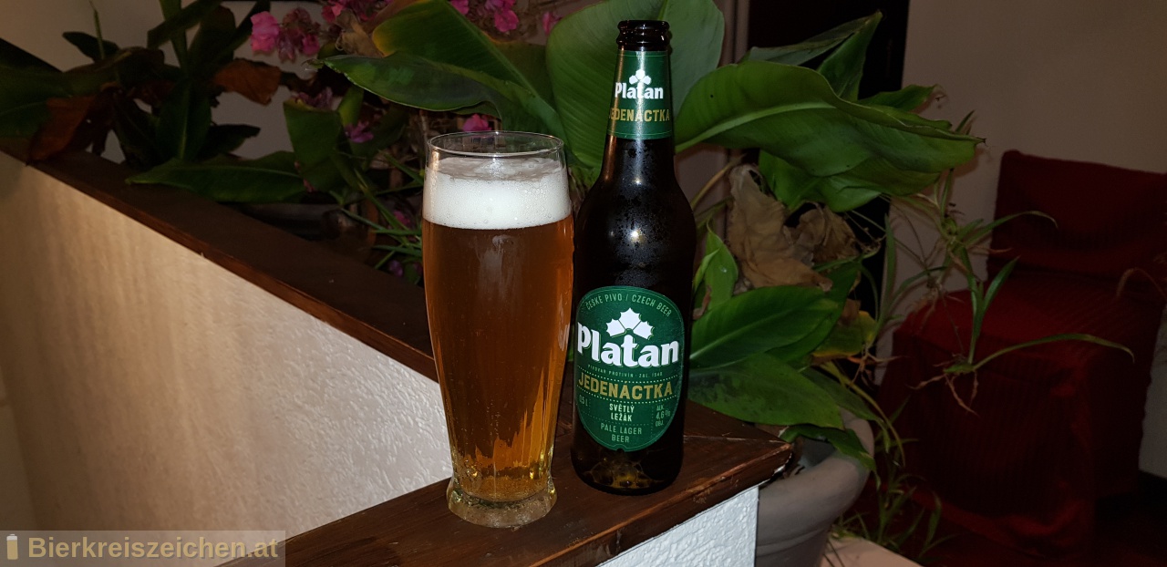 Foto eines Bieres der Marke Platan 11% aus der Brauerei Pivovar Protivn