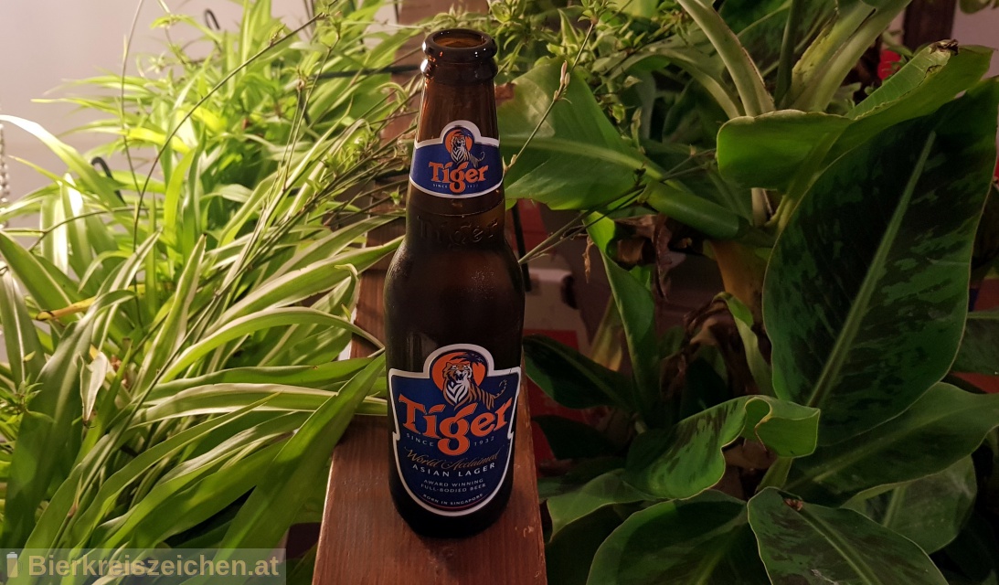 Foto eines Bieres der Marke Tiger Beer aus der Brauerei Heineken Asia Pacific