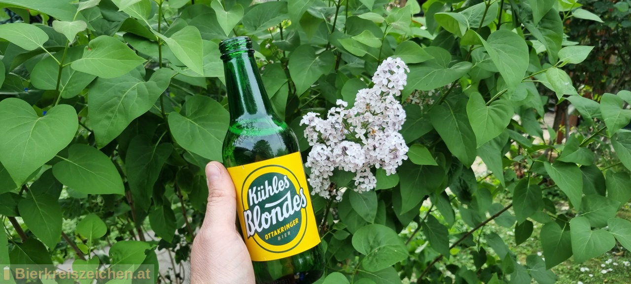 Foto eines Bieres der Marke Khles Blondes aus der Brauerei Ottakringer Brauerei