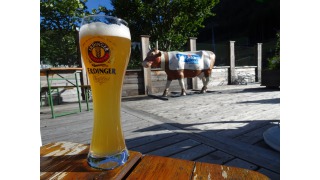 Bild von Erdinger Weibier