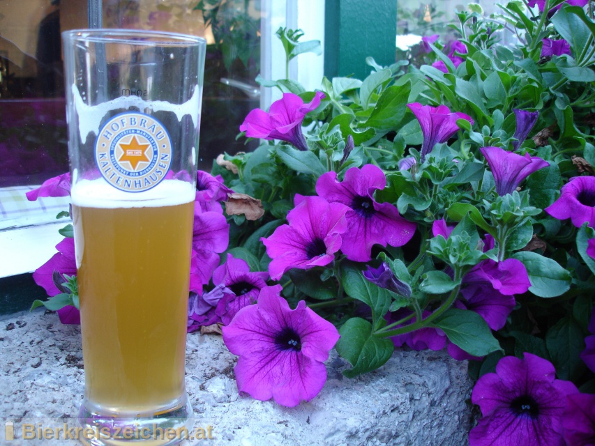 Foto eines Bieres der Marke Kaltenhauser Weisse aus der Brauerei Hofbru Kaltenhausen